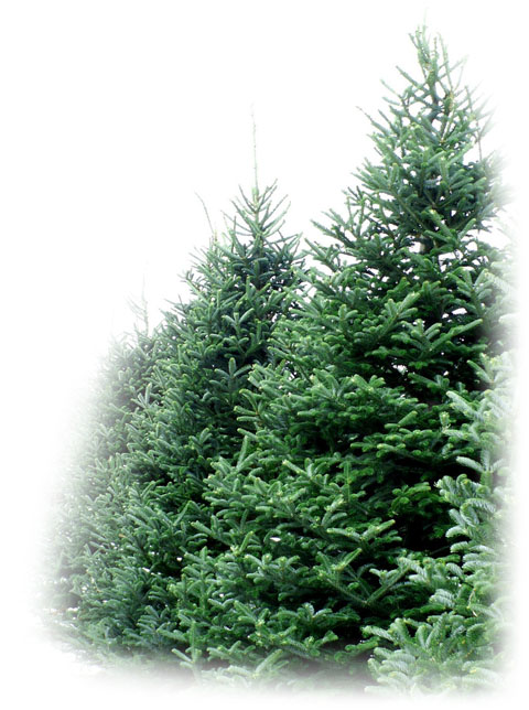 Christmas trees