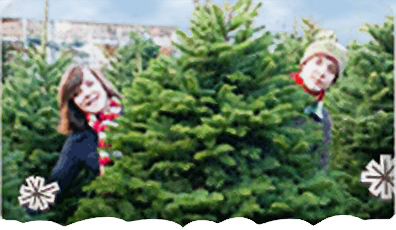 People choosing their Christmas tree