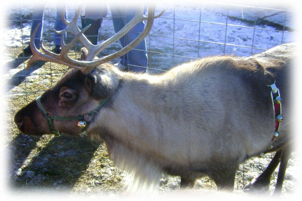 Live reindeer